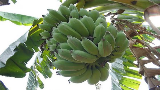هل الموز أعشاب أم فاكهة