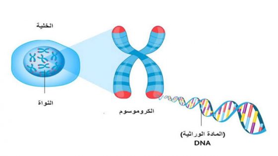 ما وظيفة الكروموسومات في الخلية
