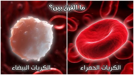 ما الفرق بين كريات الدم الحمراء والبيضاء