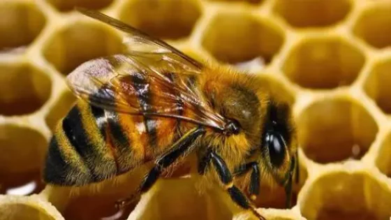 تفسير رؤية خلية النحل في المنام