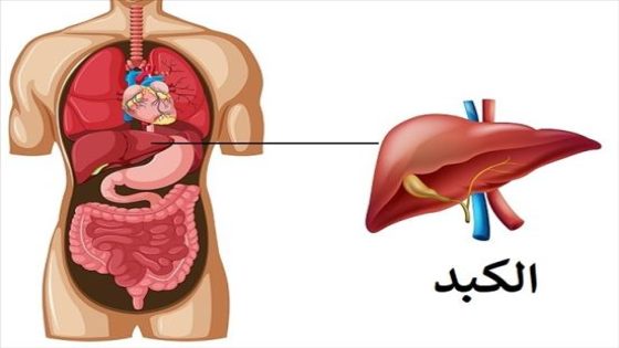 المعدة والكبد من الجهاز الهضمي 